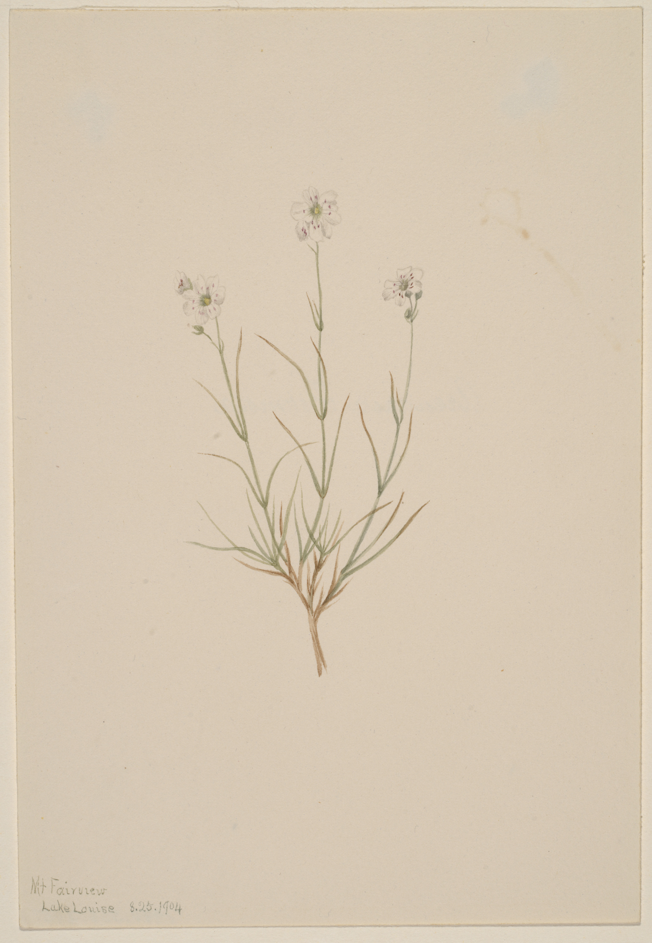 Mary Vaux Walcott, Arenaria formosa