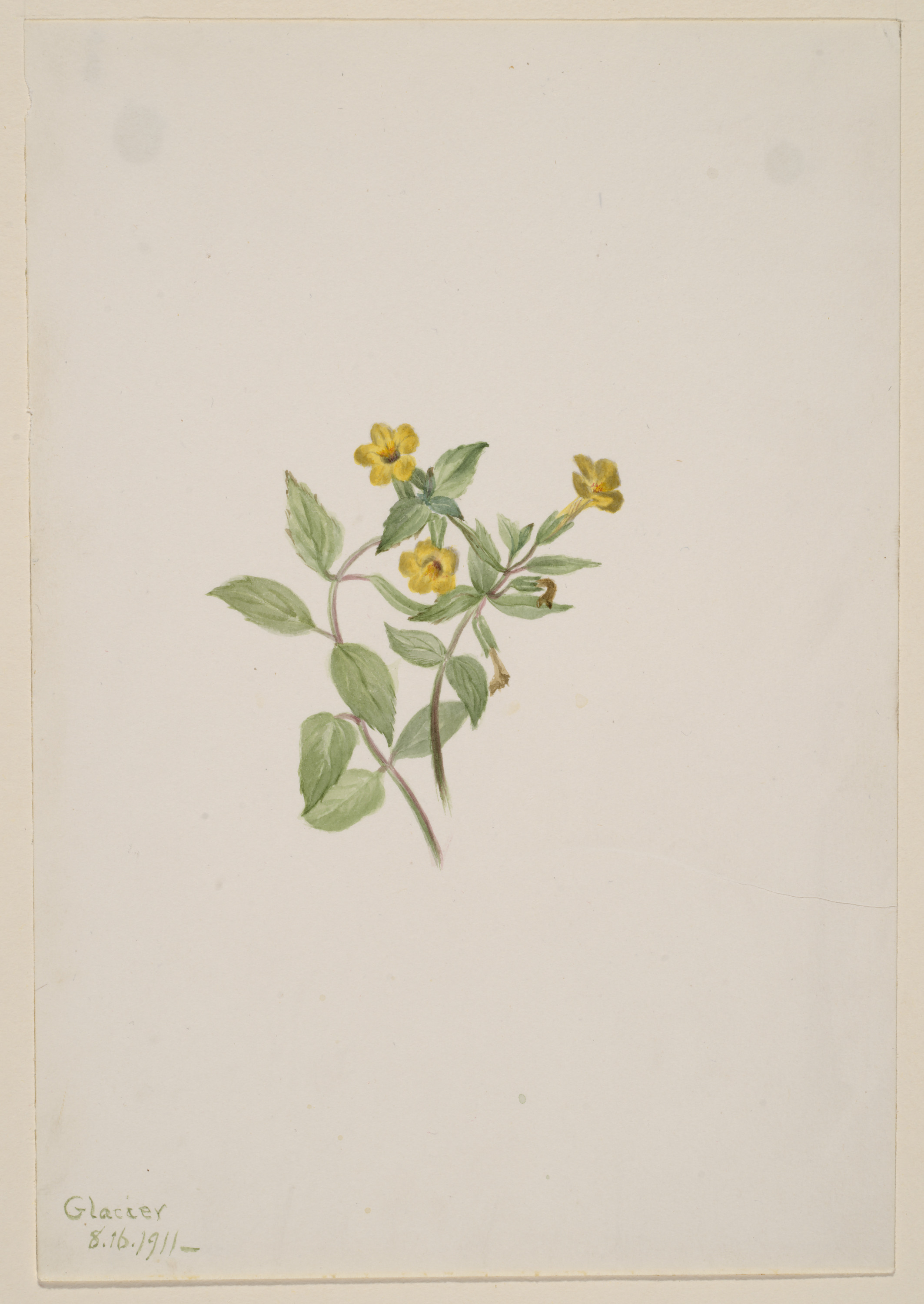 Mary Vaux Walcott, Musk-Flower (Mimulus moschatus)