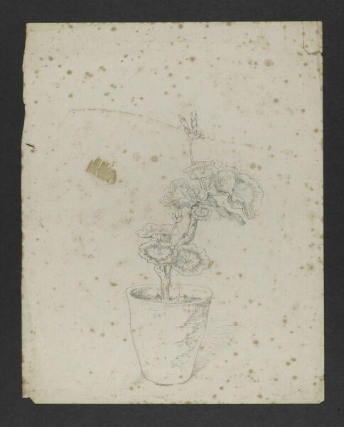 Potter, Beatrix, Drawing