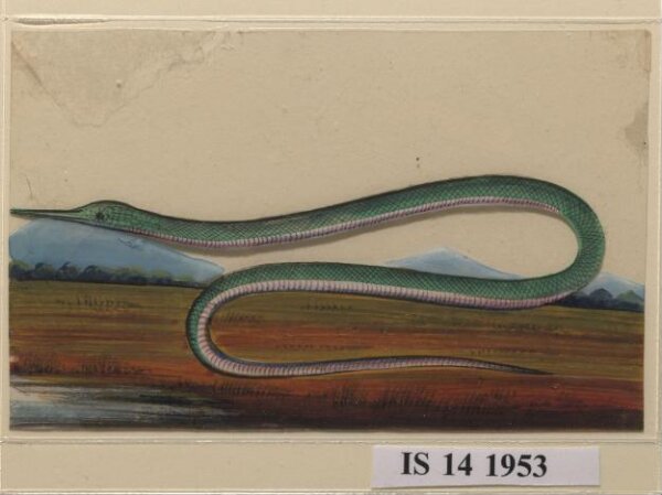 Unknown, One of six drawings of snakes, poised against a landscape with hills.