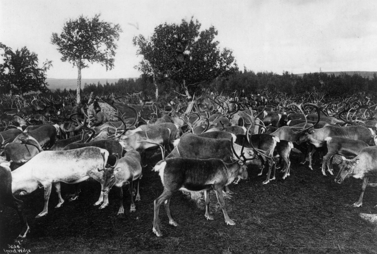Axel Lindahl, Reinsdyrflokk i skogsområde. Ca. 1885-92.