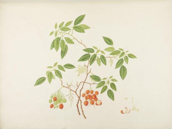 unknown, Flowers and Fruits