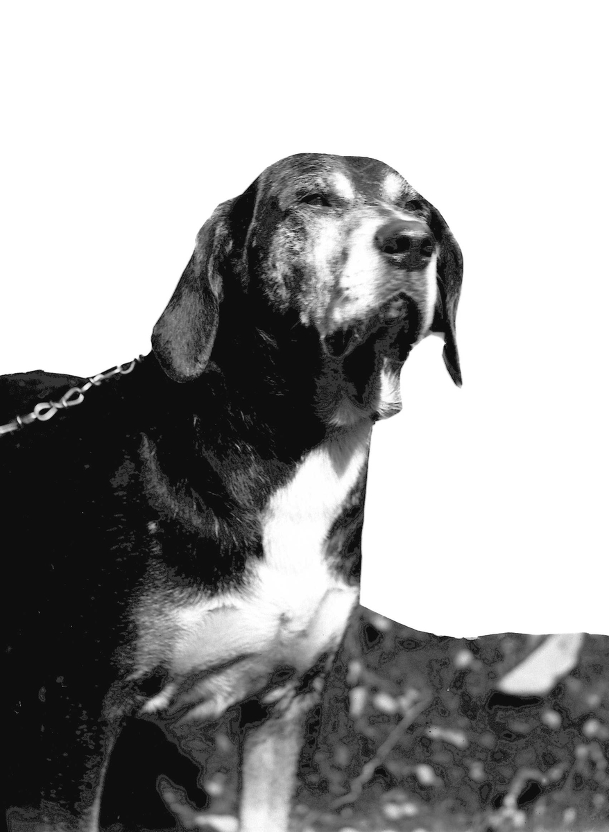 Solveig Lund, Fotomontasje av hund i bånd.