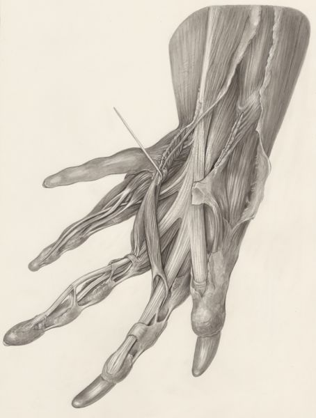 H.G Wetselaar, Muscular tissue of a spectacled caiman