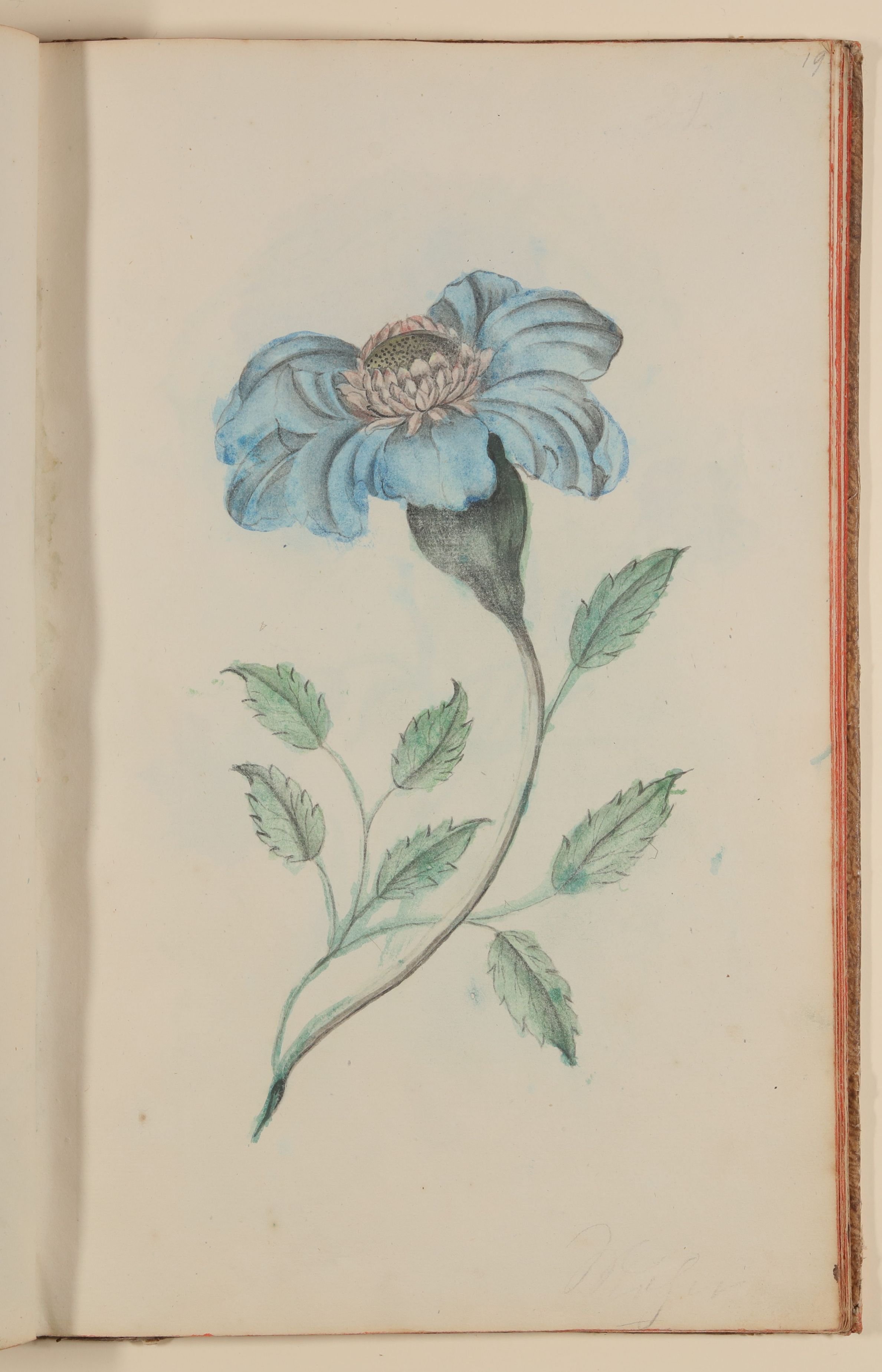 Marianne Franziska Seiffert von Klettenberg, Blaue Mohnblume [aus einem Skizzenbuch der Marianne Franziska Seiffert von Klettenberg]