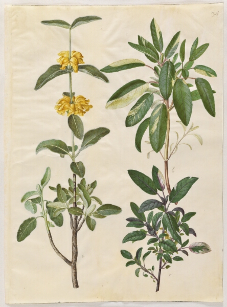 Hans Simon Holtzbecker, Phlomis fruticosa (almindelig løvehale); Salvia officinalis (læge-salvie)