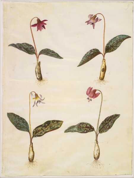 Hans Simon Holtzbecker, Erythronium dens-canis (ægte hundetand)