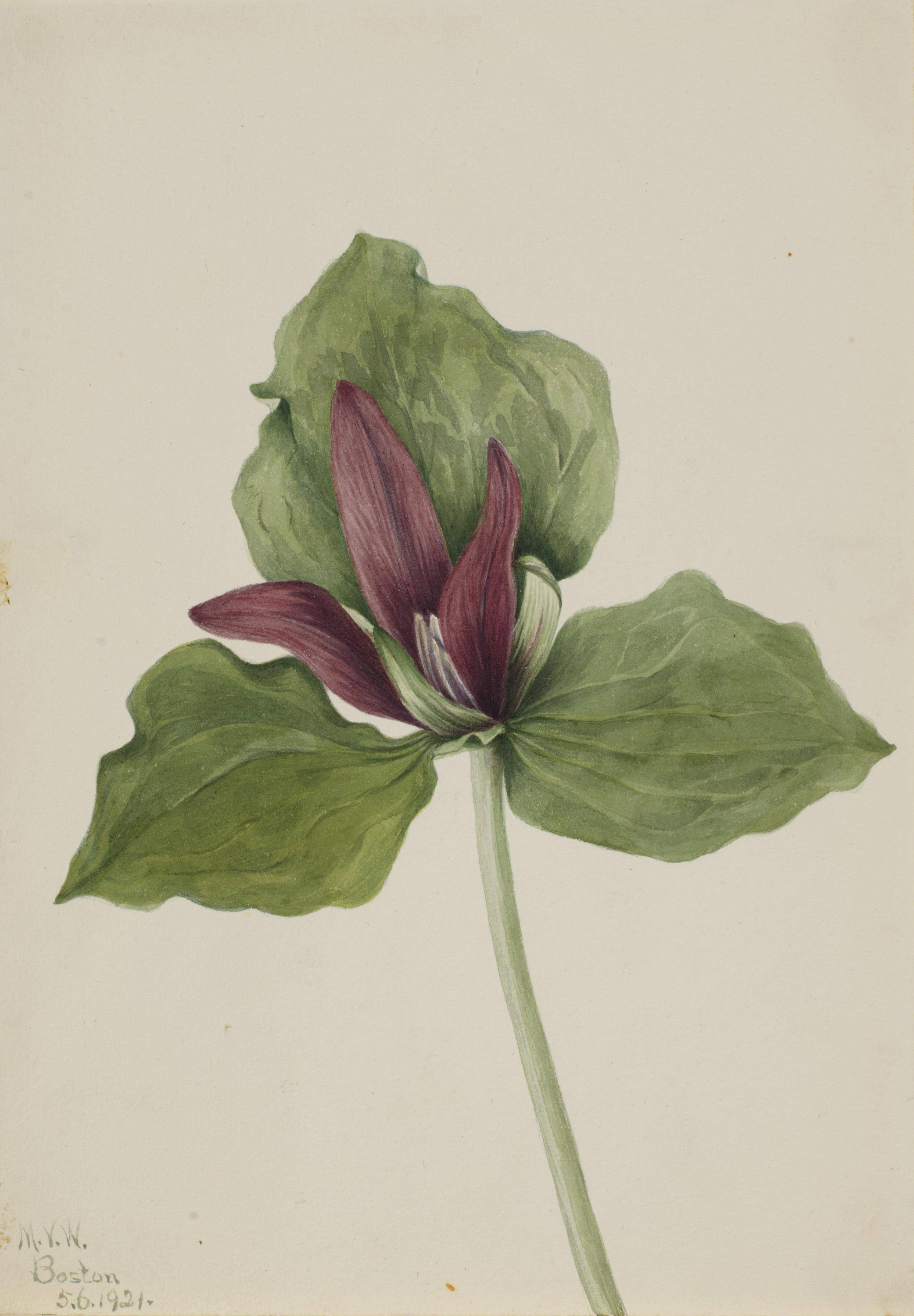 Mary Vaux Walcott, Giant Trillium (Trillium chloropetalum)
