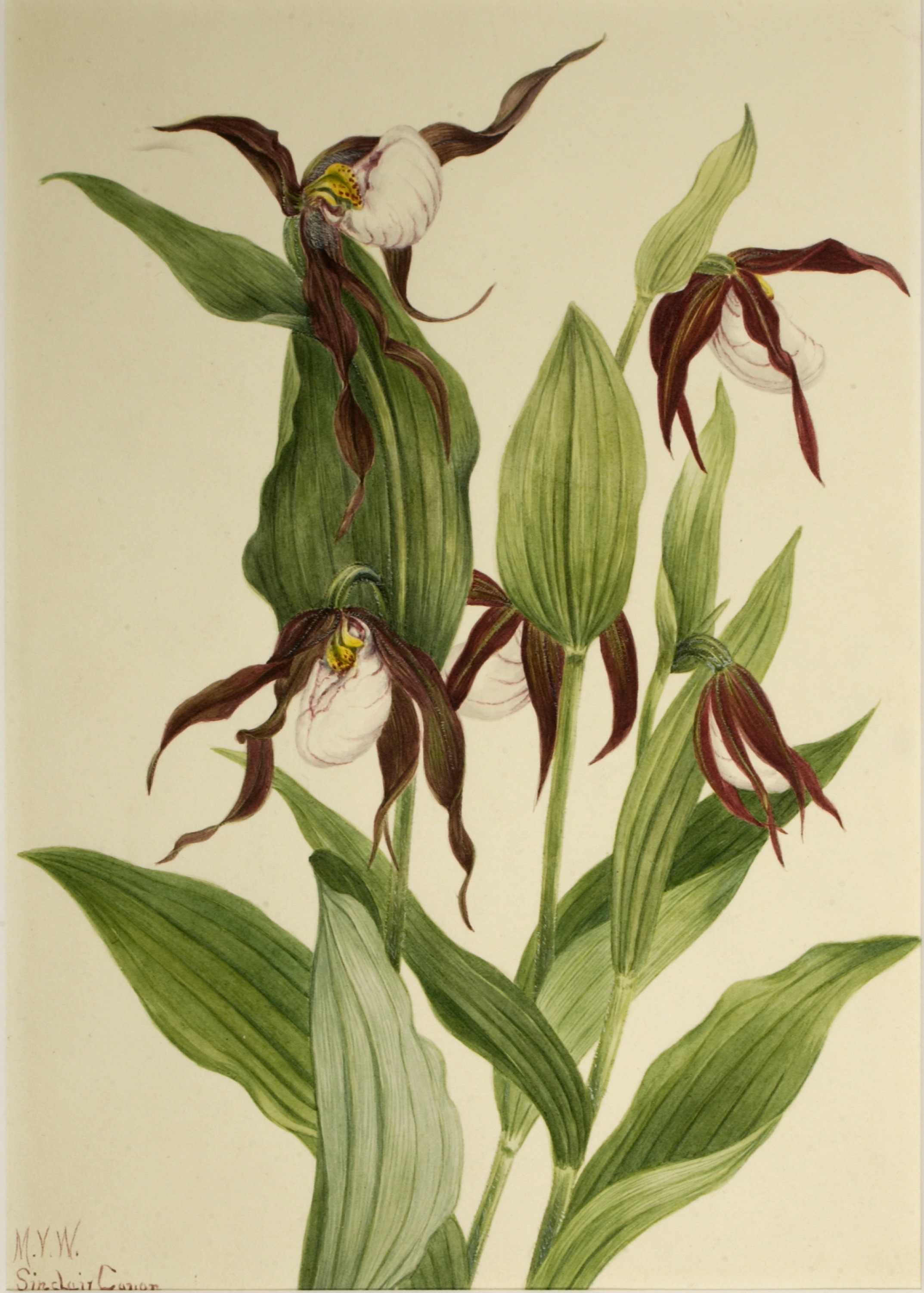 Mary Vaux Walcott, Mountain Lady's Slipper (Cypripedium montanum)