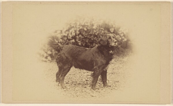 Unknown, [Dog standing, printed in vignette-style]
