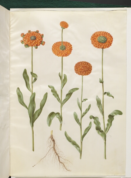 Hans Simon Holtzbecker, Calendula officinalis (have-morgenfrue)