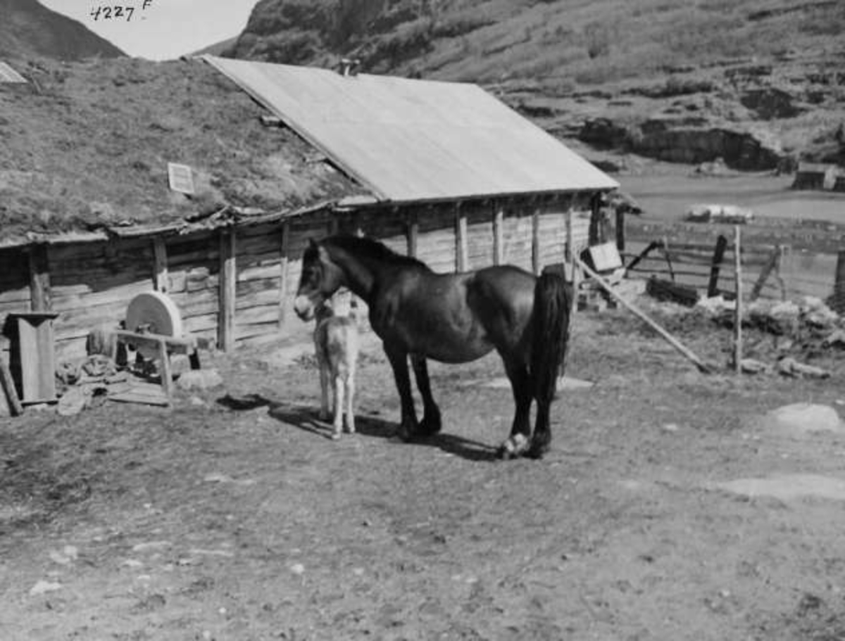 Anders Beer Wilse, -7972