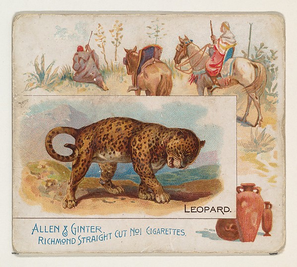 Allen & Ginter, Leopard, from Quadrupeds series (N41) for Allen & Ginter Cigarettes