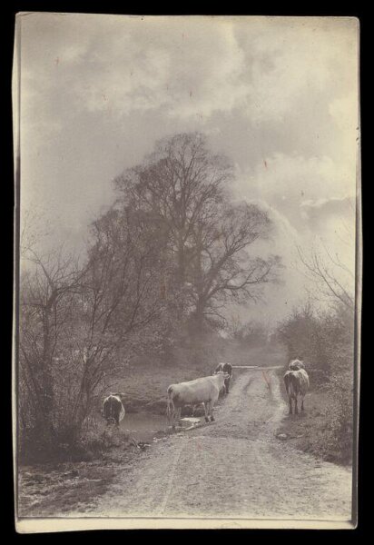 Gale, Lt. Col. Joseph, Cows on a road