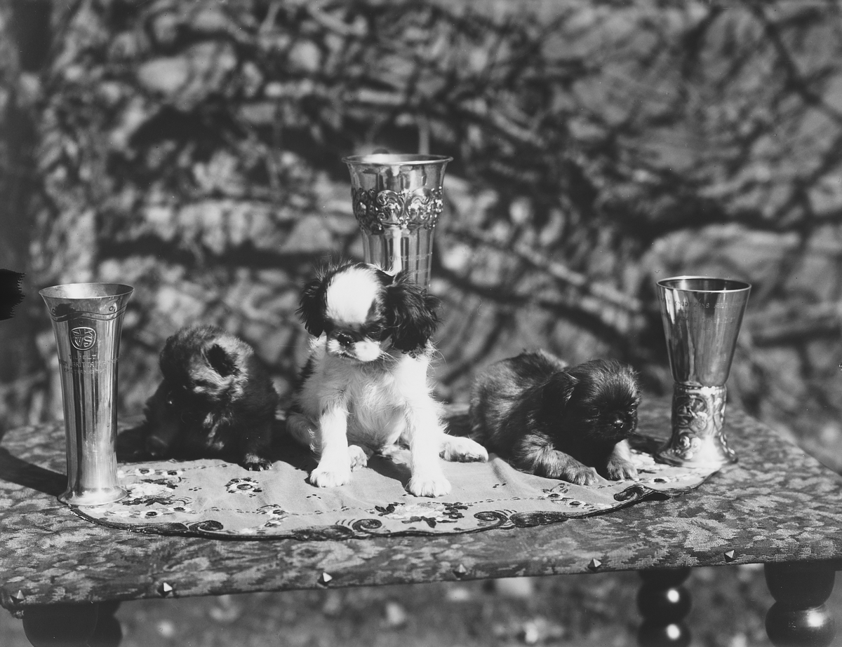 Anders Beer Wilse, Konv: Kennel Egra