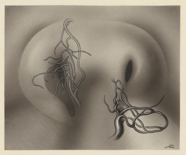 J Tinkelenberg, Cardiovascular system of an embryo