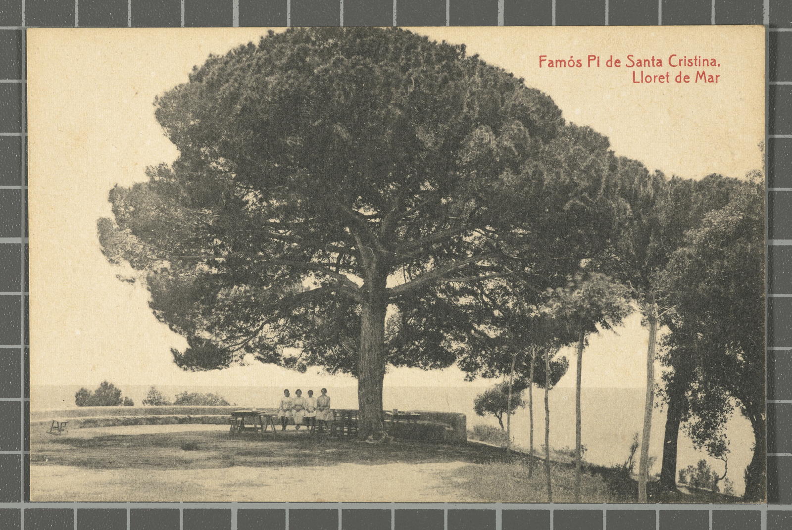 Desconegut, Famós Pi de Santa Cristina. Lloret de Mar