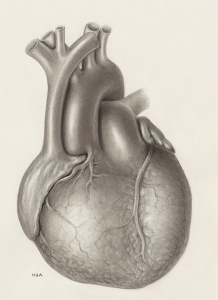 H.G Wetselaar, Heart
