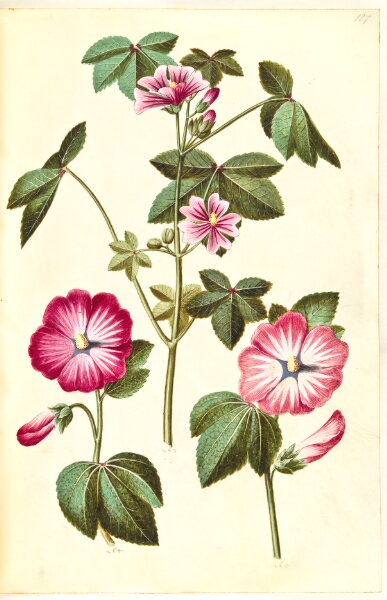 Hans Simon Holtzbecker, Malva sylvestris (almindelig katost); Lavatera trimestris (mamelukærme)