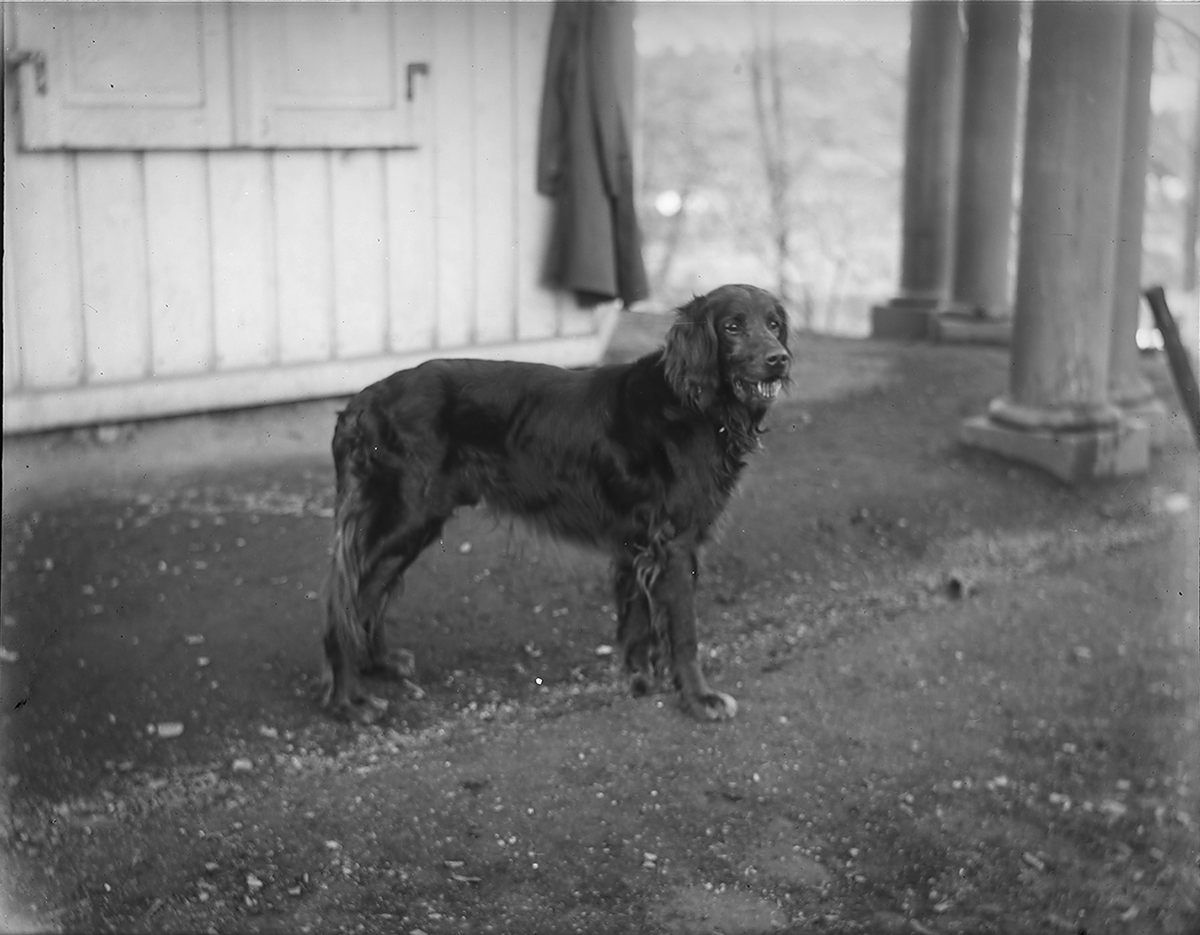 Anders Beer Wilse, Prot: Fru Kontorchef Kaas Hund