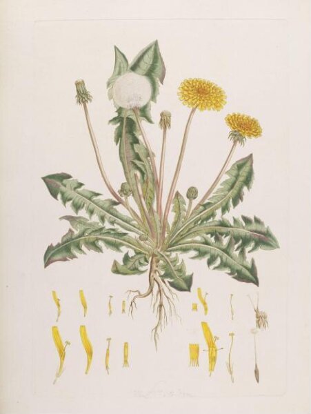 John Miller, Print