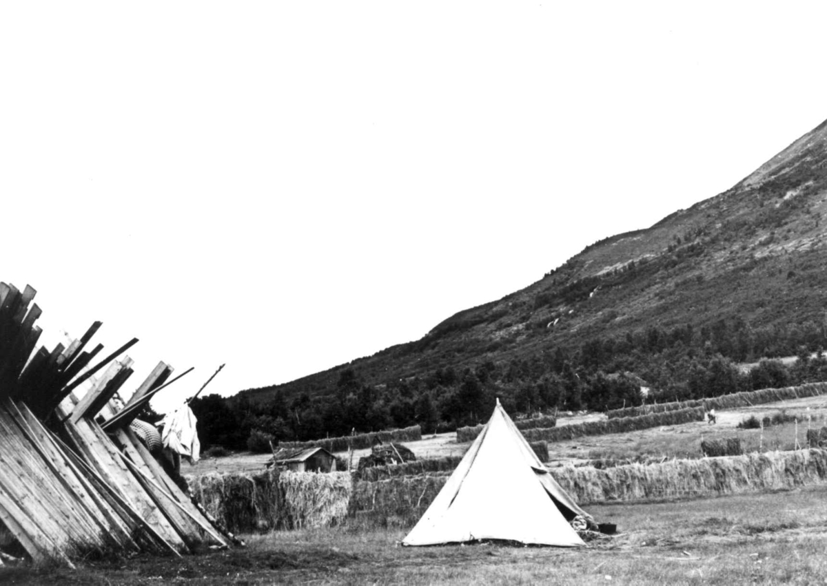 Anna Grostøl, Sametelt med hesjer og uthus i bakgrunnen. Olderdalen, Kåfjord, Troms 1947.