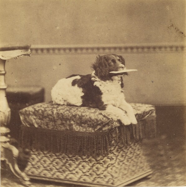 Unknown, [Sitting Dog with a Bundle in its Mouth]