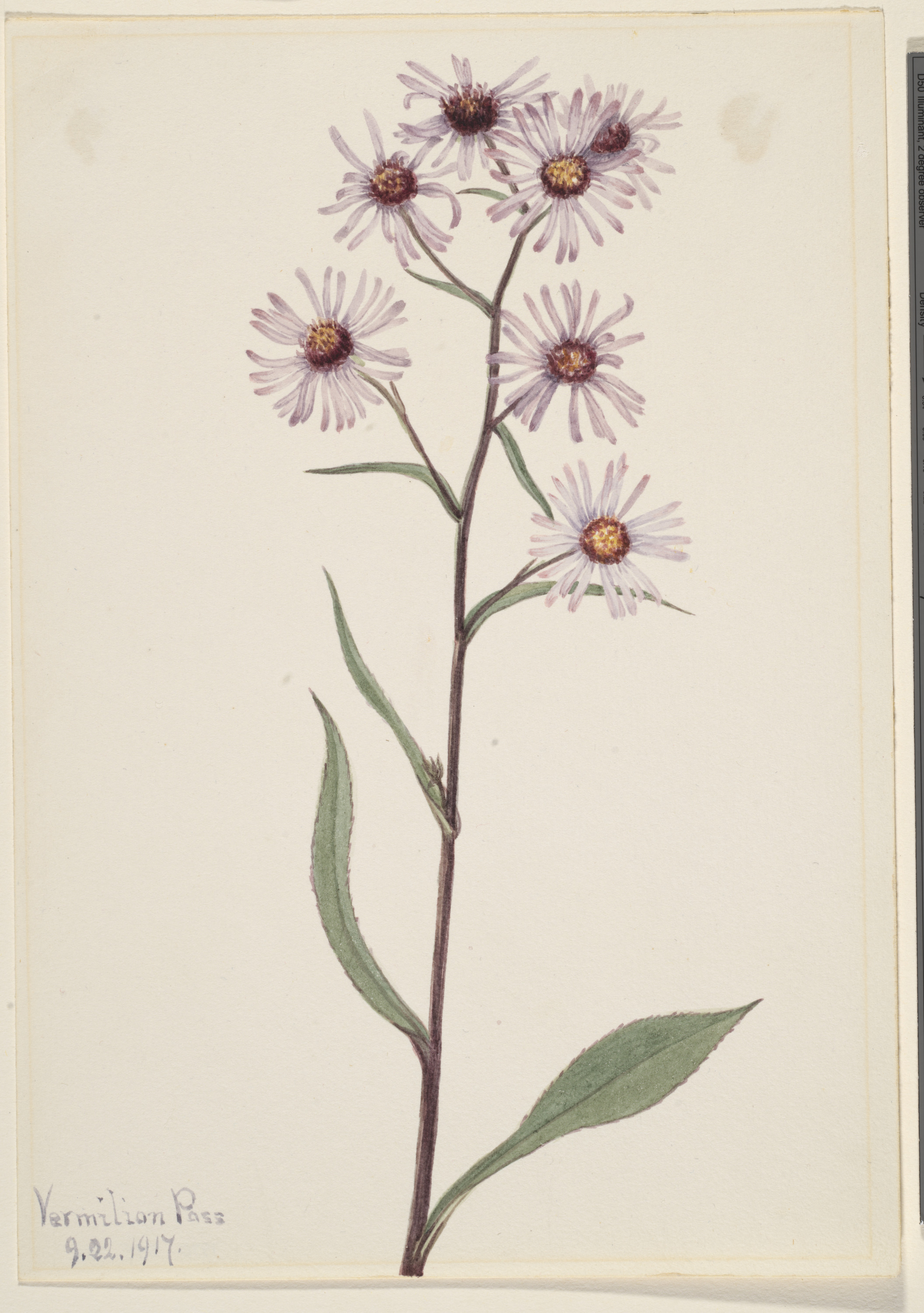 Mary Vaux Walcott, Showy Aster (Aster conspicuus)