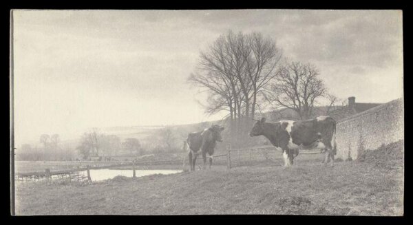 Gale, Lt. Col. Joseph, Cows in Conversation