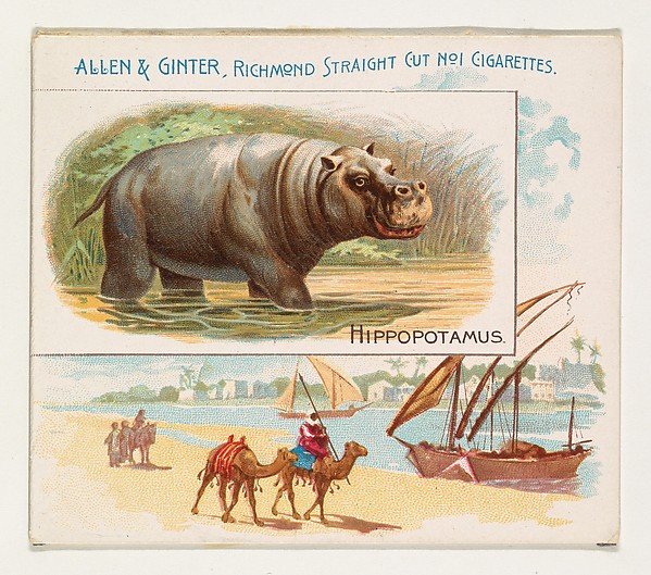 Allen & Ginter, Hippopotamus, from Quadrupeds series (N41) for Allen & Ginter Cigarettes