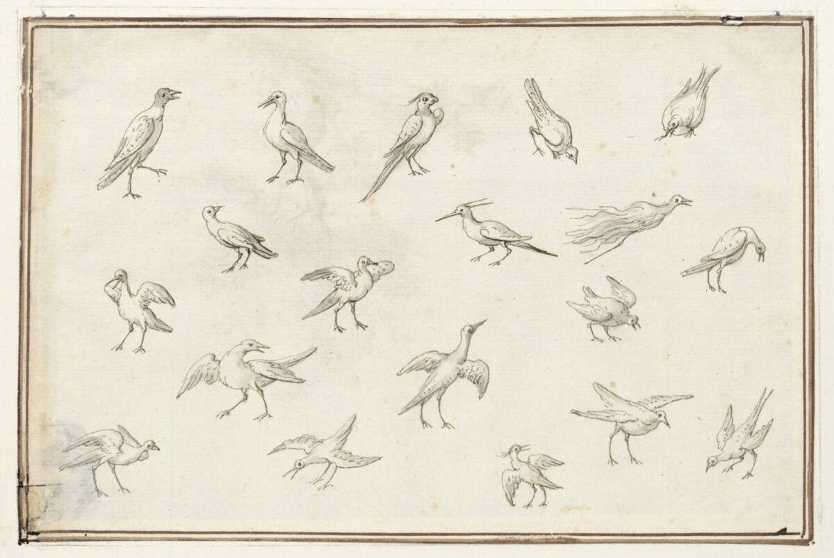 AlbertFlamen, Studienblatt mit neunzehn Vögel am Boden; V-28;