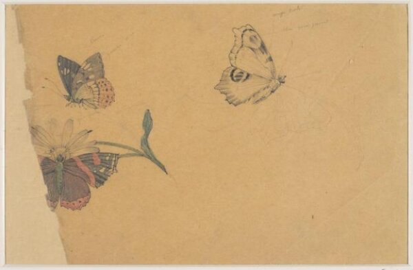 anonymous, Drawing