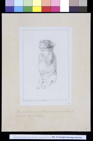 M Houtman, Animals: dog, foetus