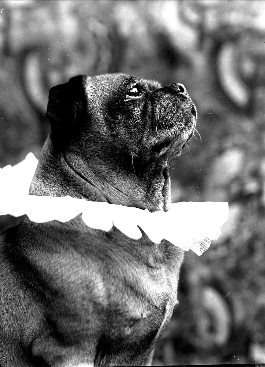 Solveig Lund, Fotografi av hund med pyntekrage.
