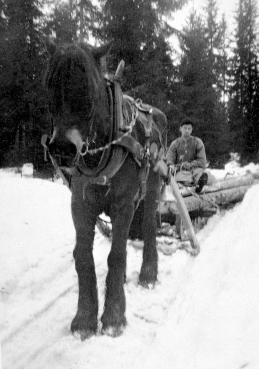 Anno Domkirkeodden, TØMMERKJØRING M/HEST, PETER STENSBY PÅ RUSTNINGEN, VINTERLØTEN