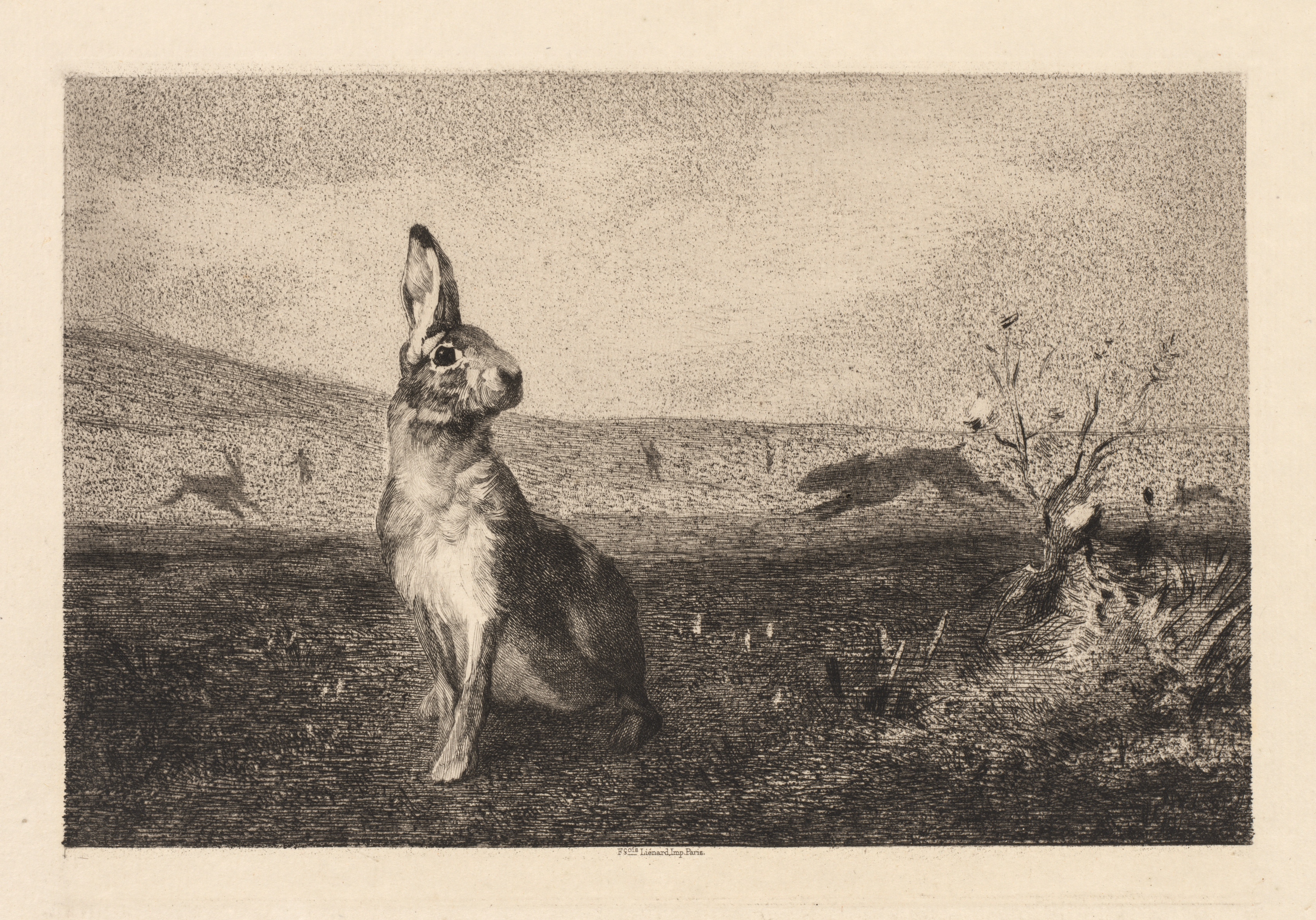 Félix Bracquemond, The Hare (Le Lièvre)