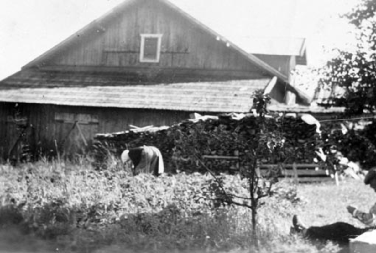 Anno Domkirkeodden, Emma Olsen (184-1963) rensker poteter. Jørgen Olsen (1873-1961) spikker tinner til rive. Aarvold, Stavsjø, Hedmark.