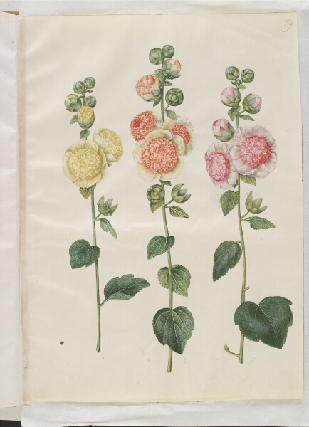 Hans Simon Holtzbecker, Alcea rosea (have-stokrose)