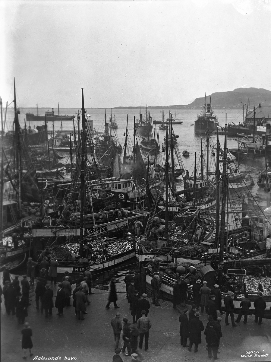 Anders Beer Wilse, Prot: Aalesund, fiskerflaaten