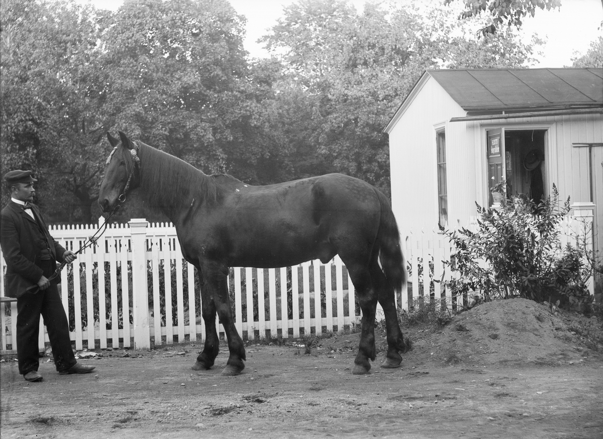 Henri Osti's Fotografiateliér, Man with a Horse outside Ostis studio, Broad alley 11, Uppsala before 1914