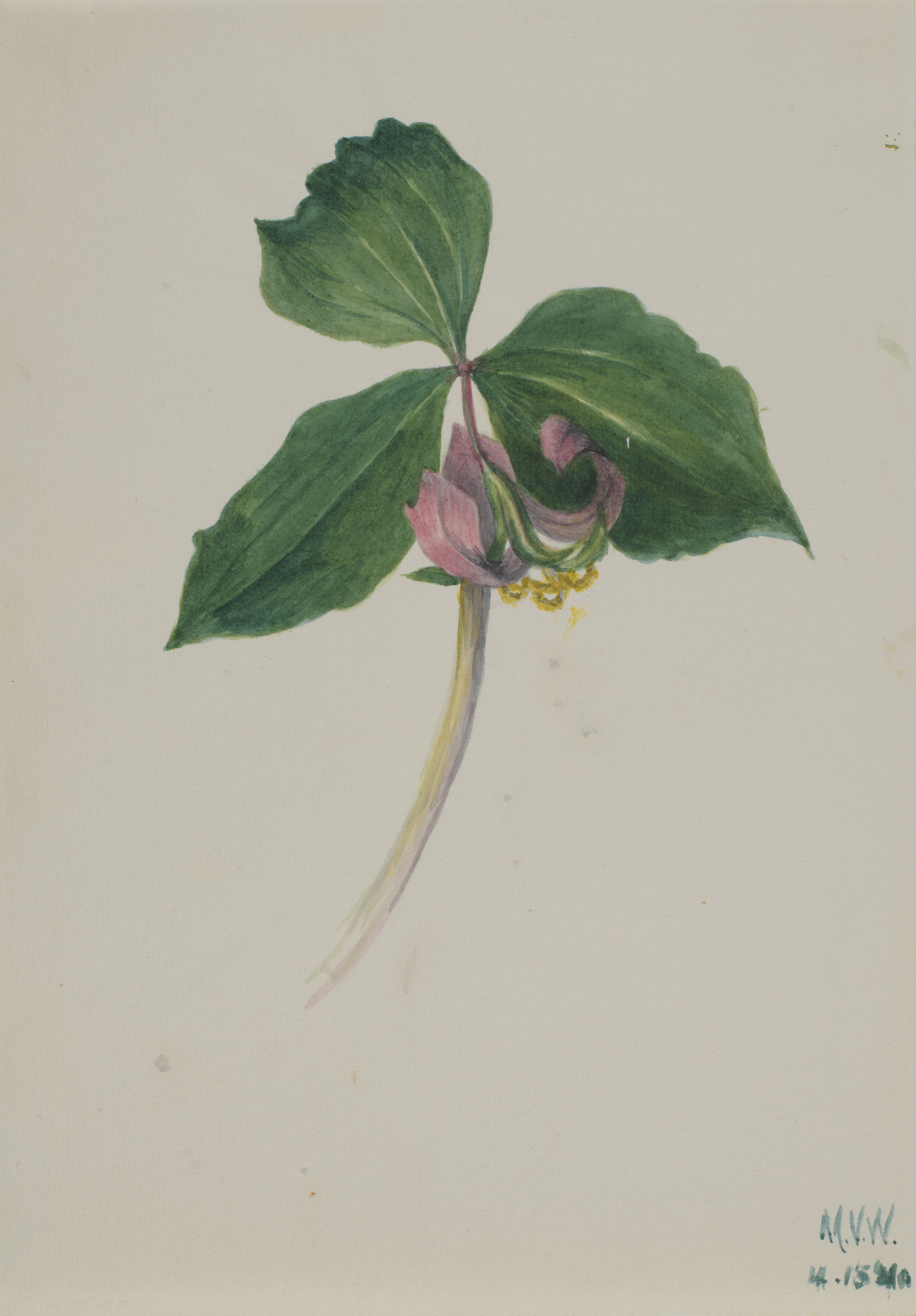 Mary Vaux Walcott, Untitled