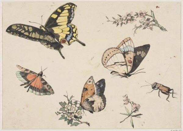 anonymous, Drawing
