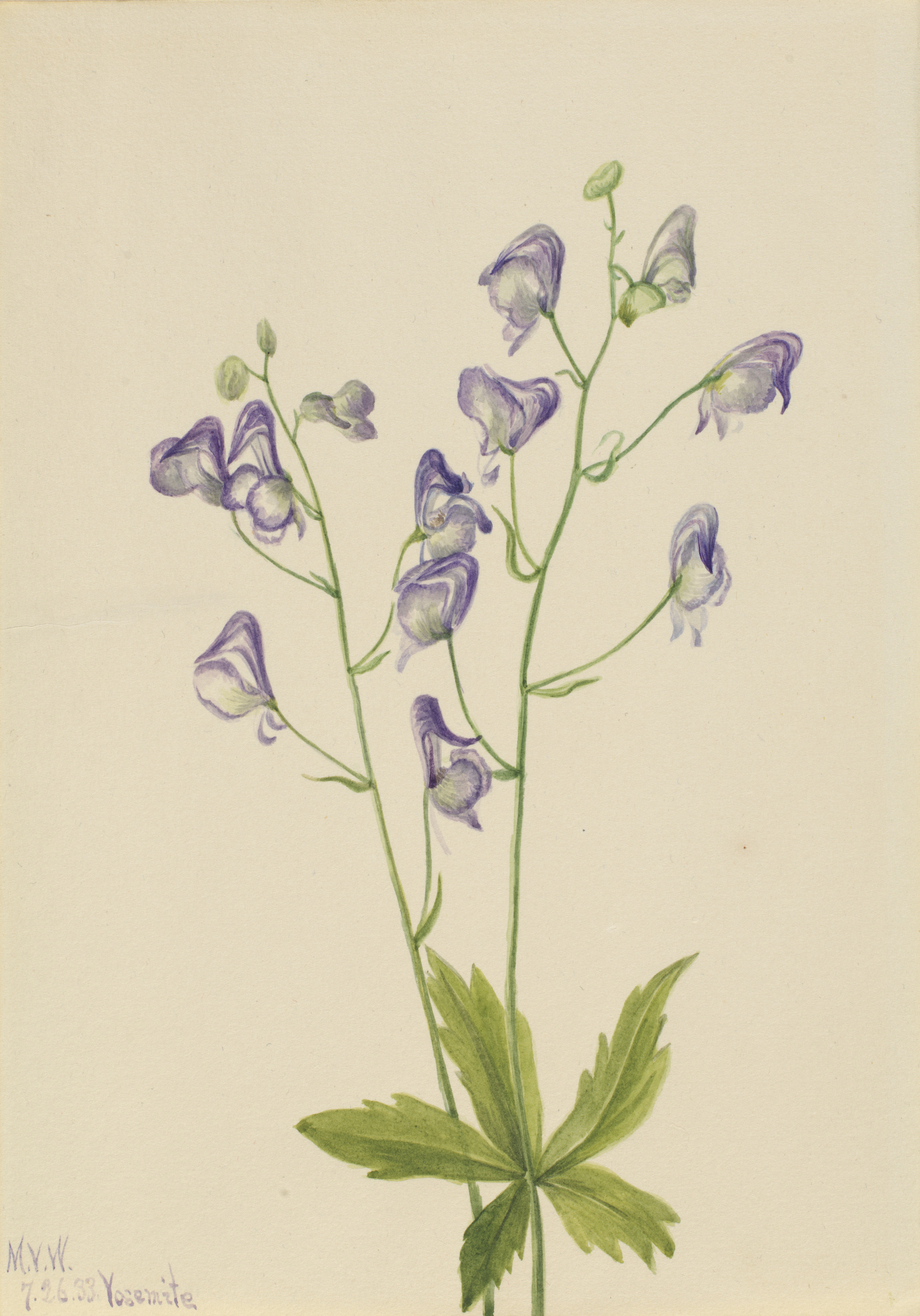 Mary Vaux Walcott, Western Monkshood (Aconitum columbianum)