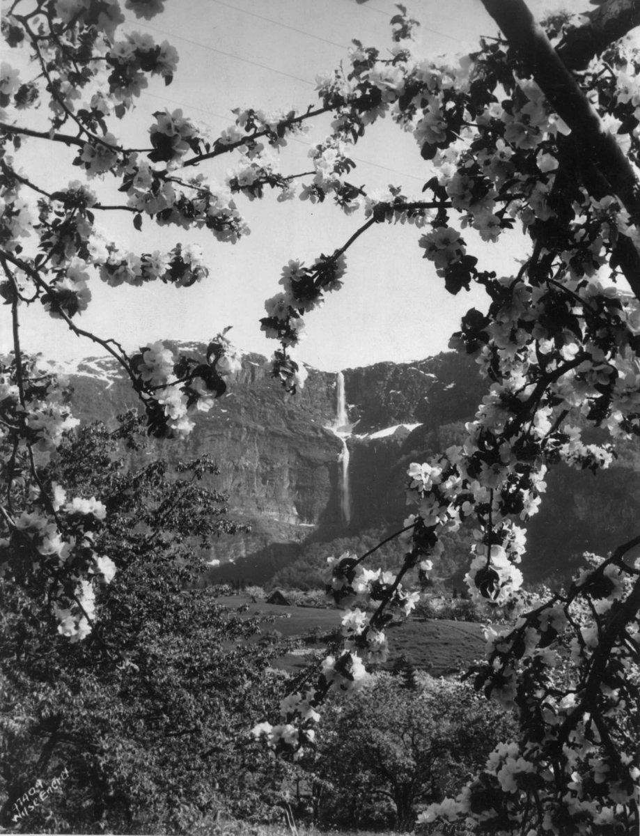 Anders Beer Wilse, Wilse original, Fruktblomstring