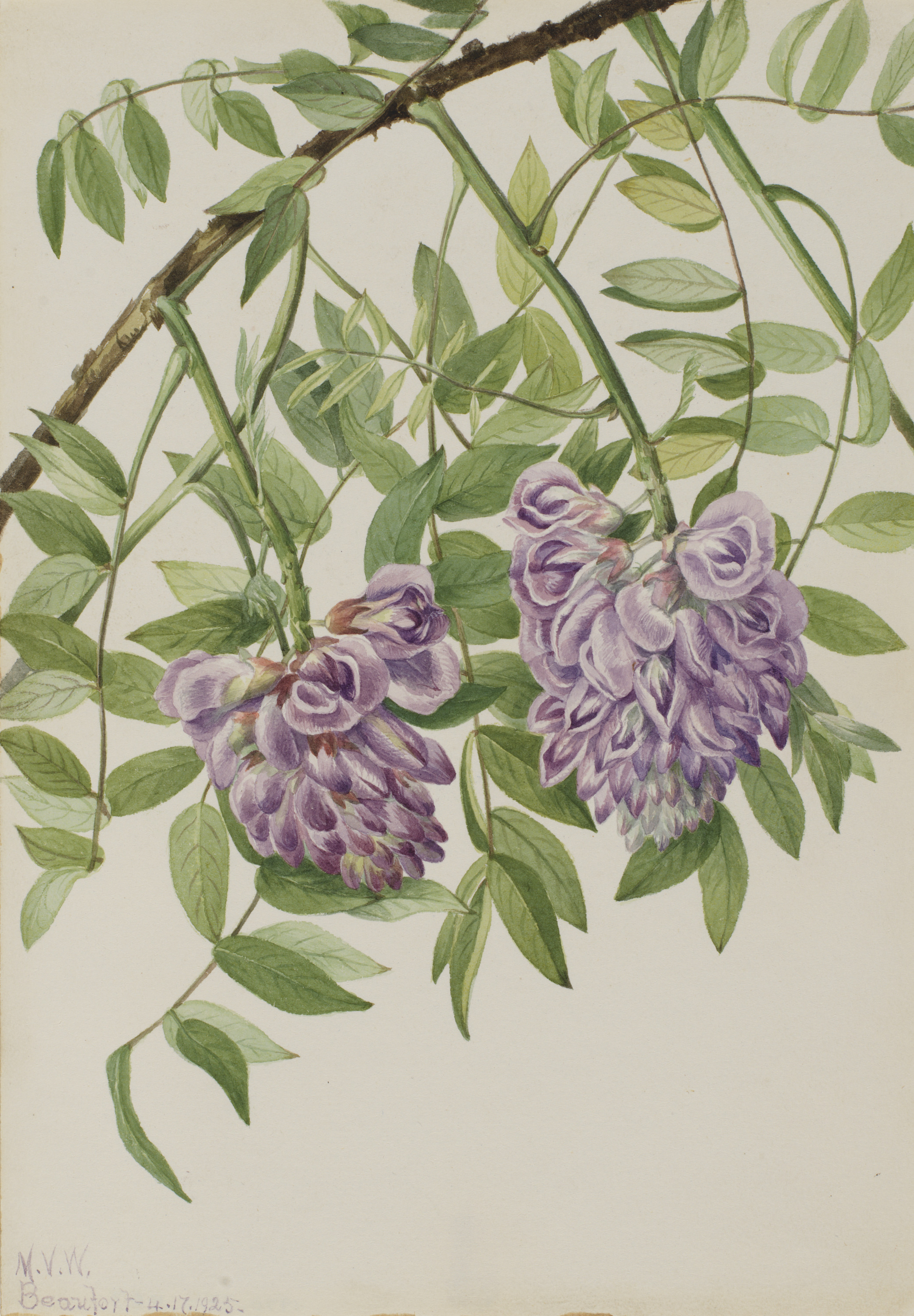 Mary Vaux Walcott, American Wisteria (Kraunhia frutescens)