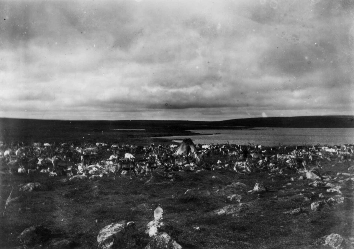 Konrad Nielsen, Reinsdyrflokk i sommerleir.