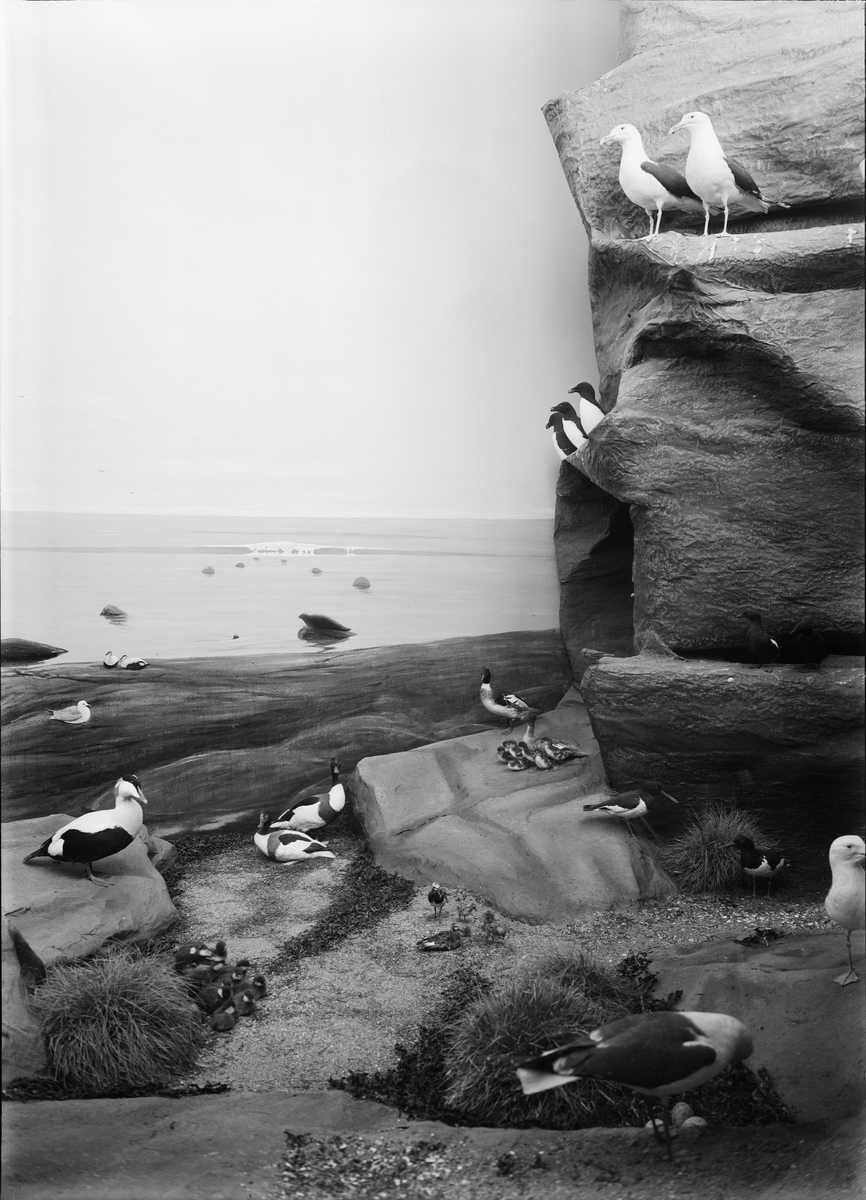 Paul Sandberg, Diorama at the Biological Museum, Skolparken, Uppsala 1941