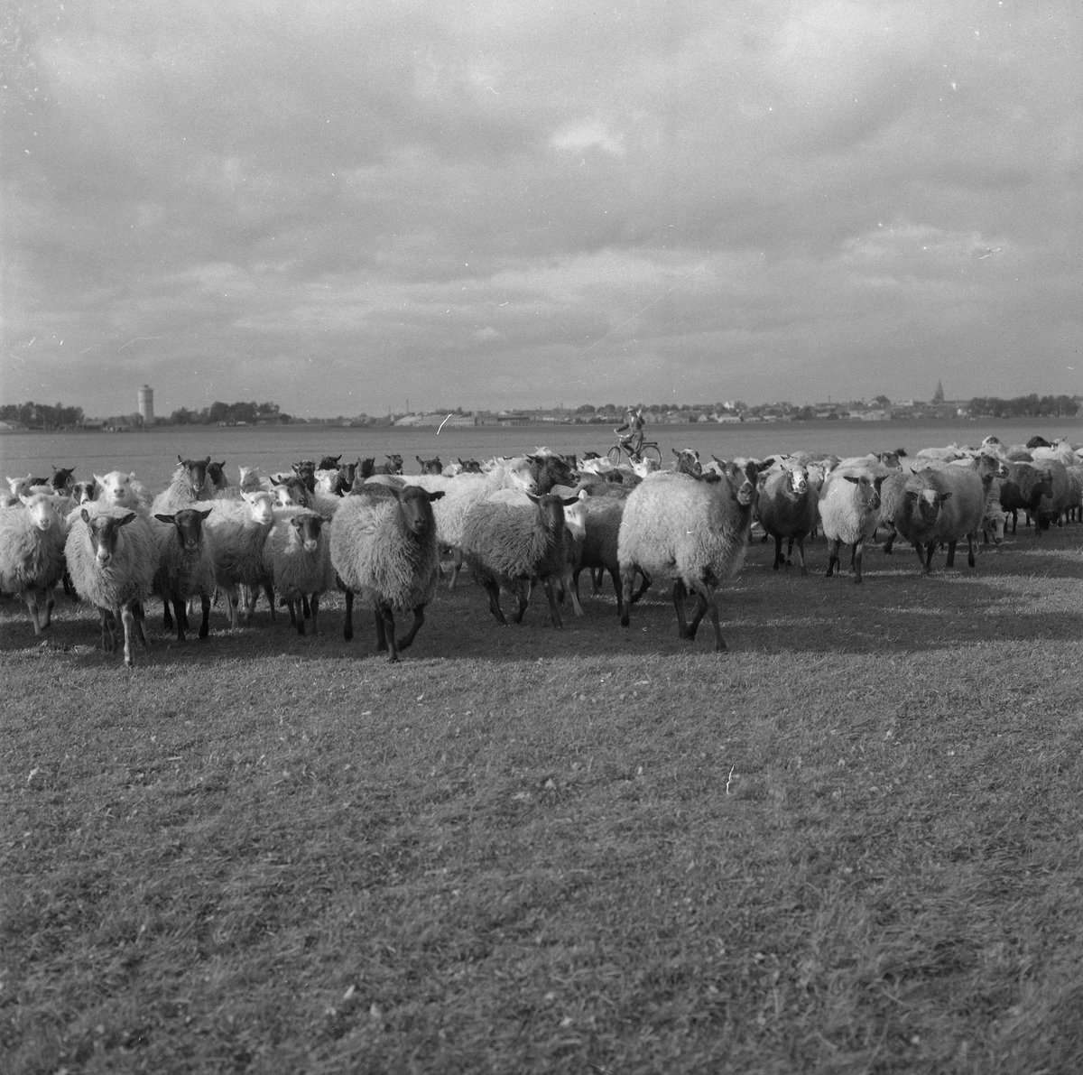 Örebro Kuriren, Fårhjord på flygfältet. 14 september 1955.