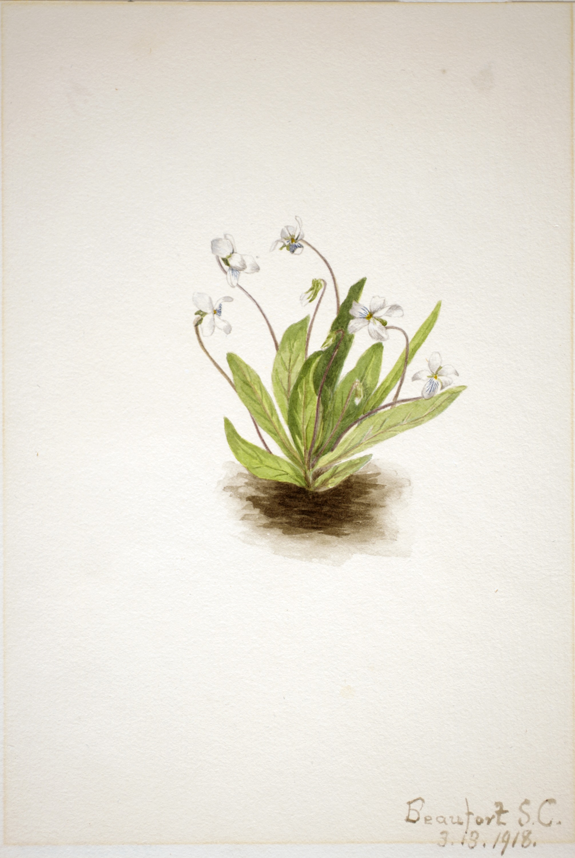 Mary Vaux Walcott, Primrose Violet (Viola primulifolia)