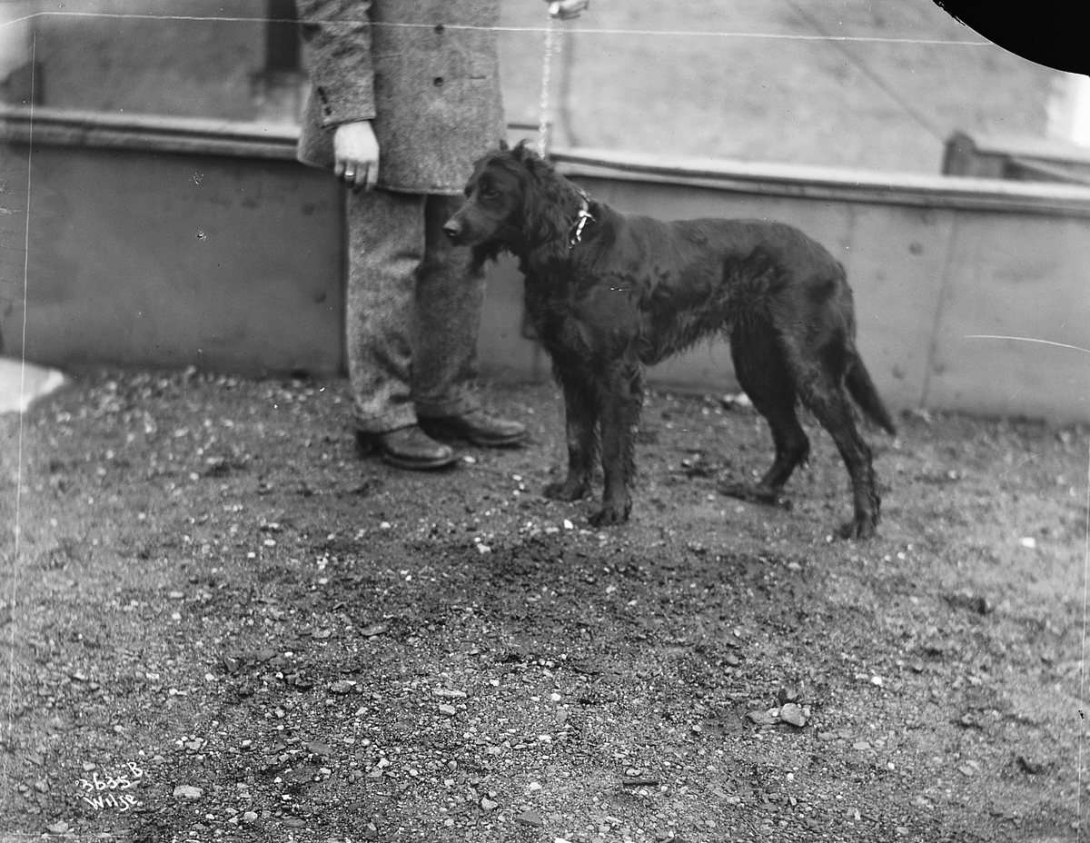 Anders Beer Wilse, Prot: Hund for Hr Friis